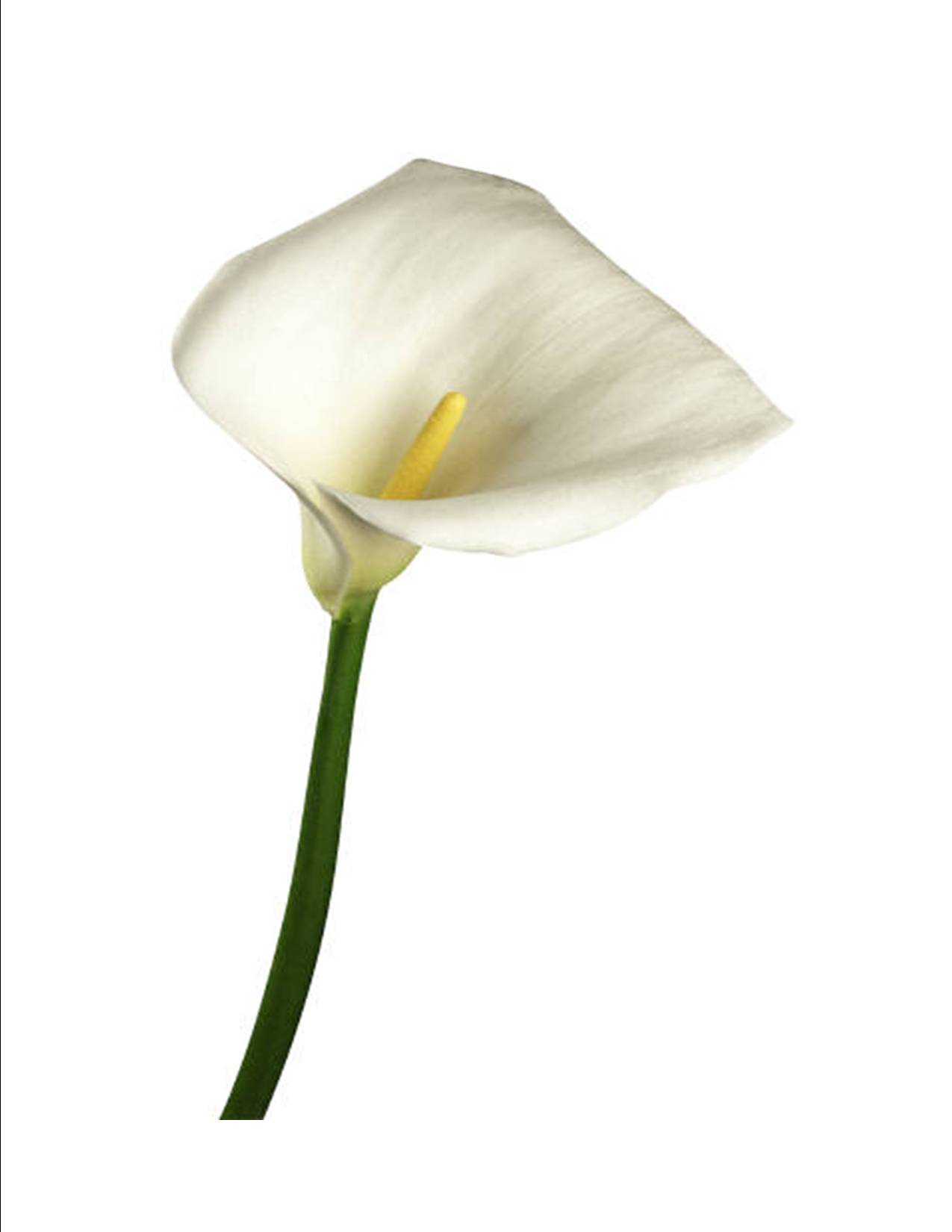 lily2.jpg